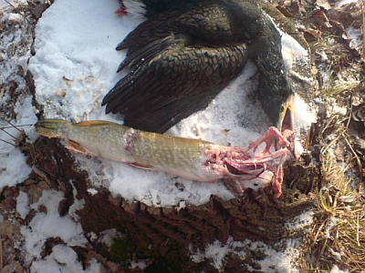 60 cm Hecht! Einfach zu gross!!! 60 cm Hecht! Einfach zu gross!!!